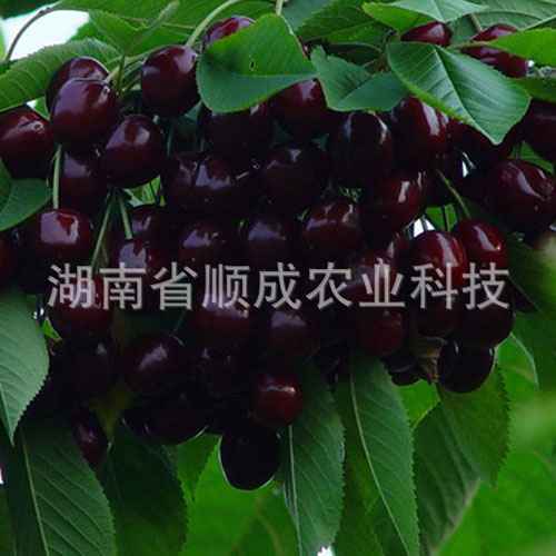 南方、進(jìn)口黑櫻桃